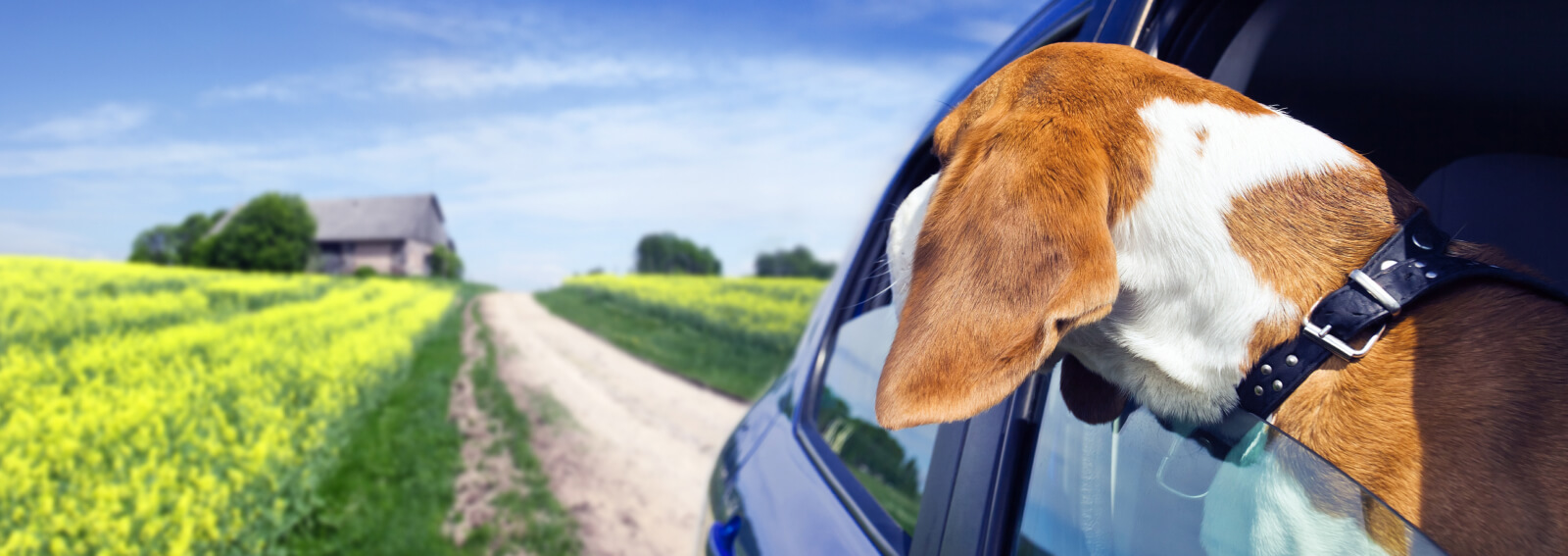 A dog sticking it's head out of a car window and looking in the distance